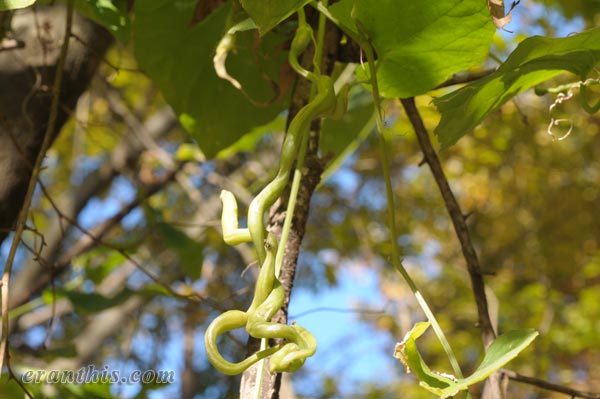 カラスウリクキフクレフシ