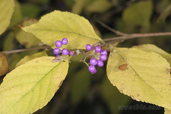 ムラサキシキブの実