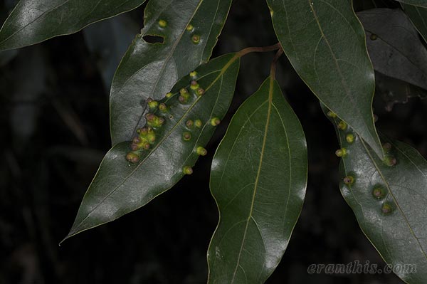 シロダモハフクレフシ