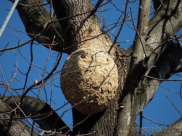 スズメバチの巣