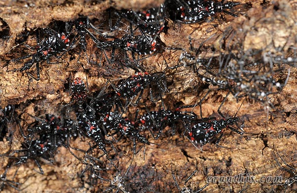 ヨコヅナサシガメ