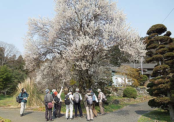 ウメの木にヤドリギ