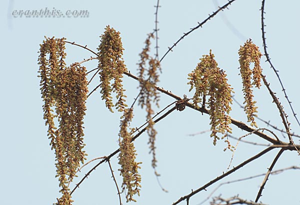 メタセコイヤの雄花