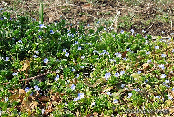 オオイヌノフグリ