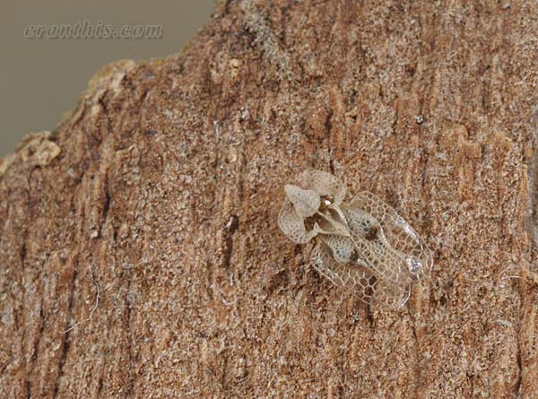 プラタナスグンバイ