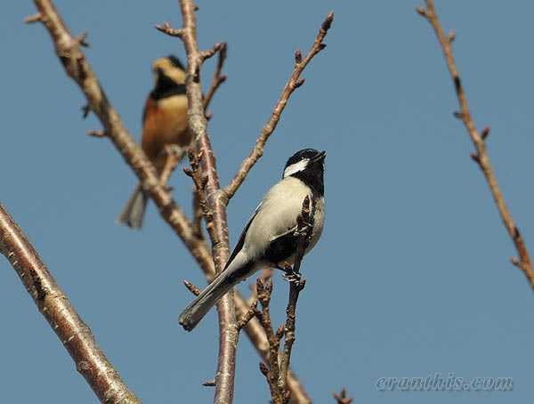 シジュウカラとヤマガラ