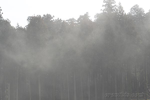 スギ花粉の飛散
